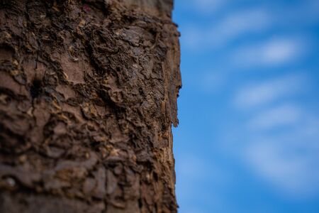 The Selected focus Close up on termite infested wood pole with blue sky background.の写真素材