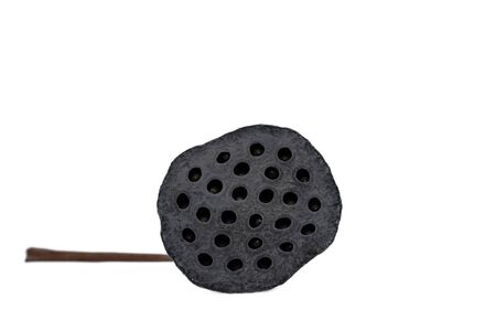 The Black lotus seed isolated on white backgroundの写真素材