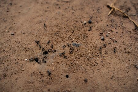 Black ant on the ground. Carrying food into the nestの写真素材