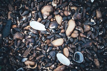 The Close up of pebbles, rocks and shells on the beach in the sunshineの写真素材
