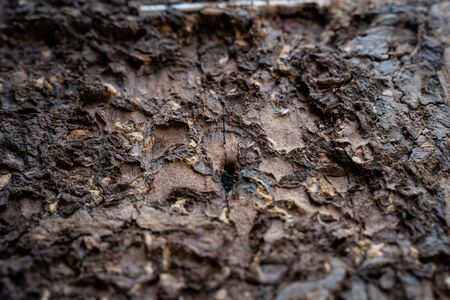 The Selected focus Close up on termite infested wood poleの写真素材