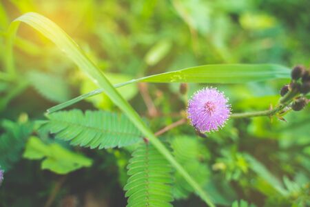 A Closeup to Sensitive Plant Flower, Mimosa Pudica with sun lightの写真素材