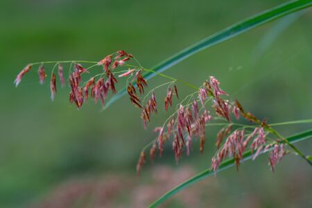 The select focus of grass flower with blur backgroundの写真素材