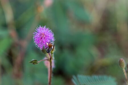 Closeup to Sensitive Plant Flower, Mimosa Pudica with small bee on blur backgroundの写真素材