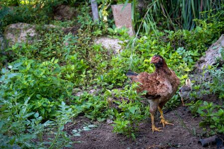 Brown hen chicken standing in field use for farm animals, livest. Ock domestic pets animalsの写真素材