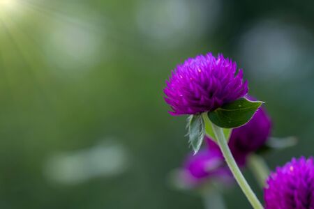 A flowers of Purple Grobe Amaranth or Bachelor's Button with sun lightの写真素材