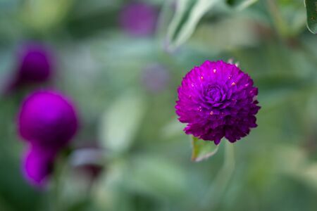 The Top view of flowers of Purple Grobe Amaranth or Bachelor's Buttonの写真素材