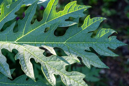 Rain drop on papaya leaf background show pattern With sun light, select focusの写真素材