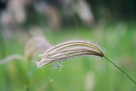 The Select focus of grass flower with blur backgroundの写真素材