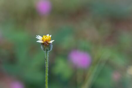 A white wild daisy grass flowers under summer sunlight selective focus green grass field with blur authentic outdoorの写真素材