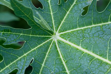 The Rain drop on papaya leaf background show pattern With shadow edge, select focusの写真素材