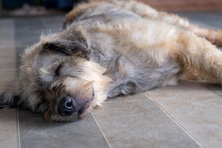 A Dog pet sleep lazy lay down canine sit concept.の写真素材
