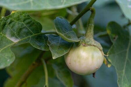 The Selected focus closeup Thai eggplant on the tree In the gardenの写真素材