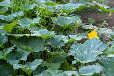 The Pumpkin vine in the garden. Summer sunny day.Two different types of pumpkin vineの写真素材