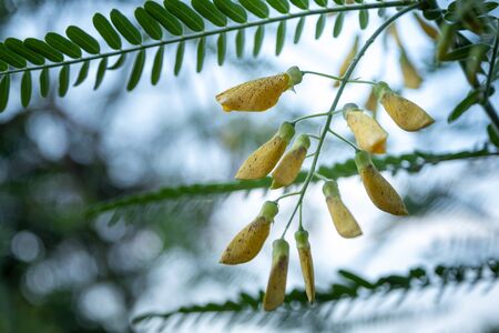 The Yellow Sesbania bloom flower can be used to make food and dessertsの写真素材