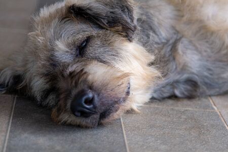 Closeup a Dog pet sleep lazy lay down canine sit concept.の写真素材