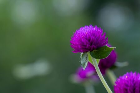 The Select focus of Top view of flowers of Purple Grobe Amaranth or Bachelor's Buttonの写真素材