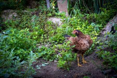 A Brown hen chicken standing in field use for farm animals, livest. Cock domestic pets animalsの写真素材