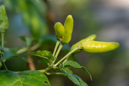 The Select focus Close up shot of a green chilli tree in the gardenの写真素材