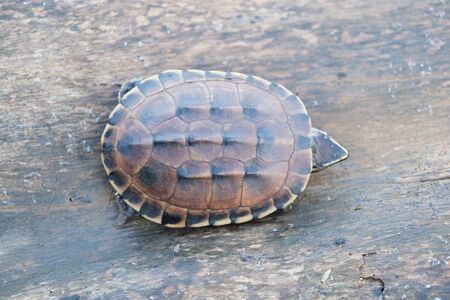 The tiny brown turtle lives on the old log in a little pond, with text copy space.の写真素材