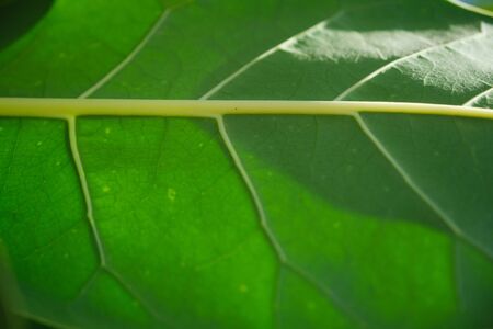 The Closeup Green Tropical Leaf Background for put the textの写真素材
