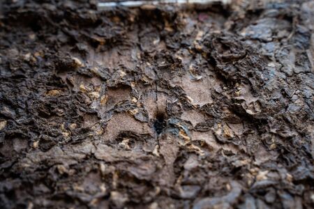 The Termite infested wood close up. Termite infested wood surface close upの写真素材