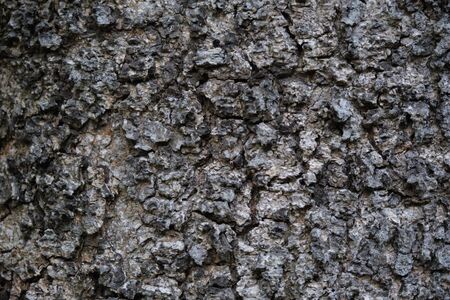 The Texture of rough tree skin surface. Texture of rough tree skin surface closeup for backgroundの写真素材