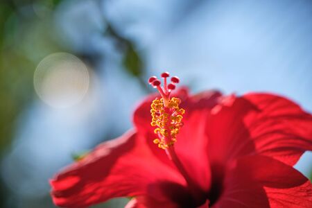 The Red Hibiscus flower China rose,Chinese hibiscus,Hawaiian hibiscus in tropical garden of Tenerife,Canary Islands,Spain.Floral ba. Ckground.Selective focusの写真素材