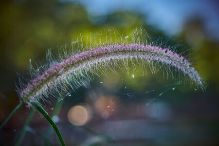 A Communist grass flowers in sunlight. Communist grass flower in sunlight during sunset, Bright shinny flowers with their hairの写真素材