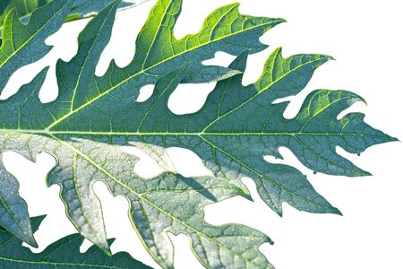 The Rain drop on papaya leaf show pattern With shadow edge, select focus, isolate white backgroundの写真素材