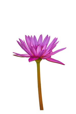 A Side view purple lotus isolated on white background.の写真素材