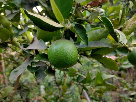The Close up of green lime on the tree with out of focus blur backgroundの写真素材