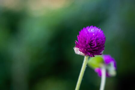 The Select focus of Top view of flowers of Purple Grobe Amaranth or Bachelor's Buttonの写真素材