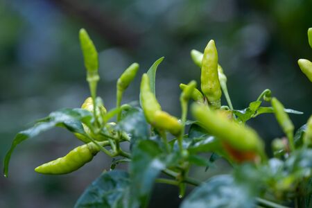 The Select focus Close up shot of a green chilli tree in the gardenの写真素材