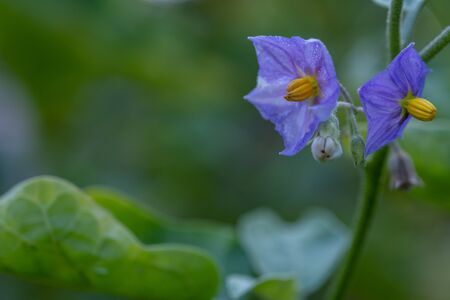 The Select focus Close up Thai Eggplant with flower on green leaf and tree with blur backgroundの写真素材