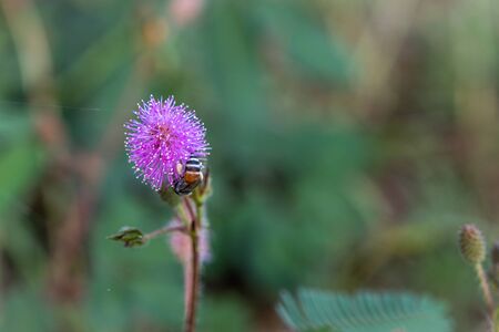 The Closeup to Sensitive Plant Flower, Mimosa Pudica with small bee on blur backgroundの写真素材