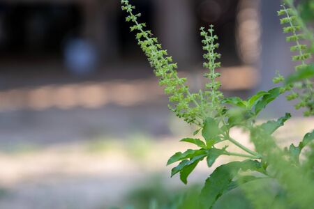 The Fresh basil plant tree on nature background - Green leaf and purple basil flower vegetable and herb plant in thai asian. Fresh basil plant tree on natureの写真素材