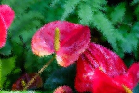 The Abstract frosted glass image on Anthurium is a red heart-shaped flower. Dark green leaves as a background make the flowers stand out beautifully. Anthuriums have come to symbolize hospitality.の写真素材