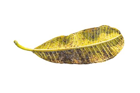 The Abstract Triangles line Close up Yellow tropical leaf (Plumeria, Frangipani) isolated on white backgroundの写真素材