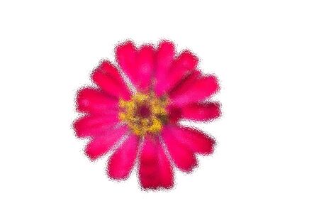 The Abstract frosted glass image on Beautiful Pink flower of zinnia isolated on white background.の写真素材