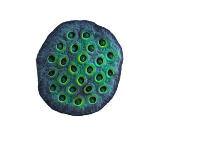 The Lotus seed pods isolate on white background with space for putting text. Green lotus seed pods backgroundの写真素材