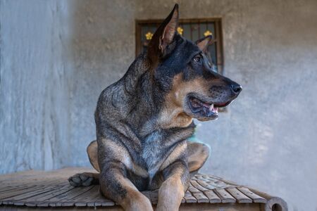 A Black-Brown dog sit relaxing and yawn on the wooden tableの写真素材