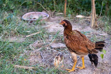 A Hens on a traditional free range poultry organic farm grazing on the grass with copy spaceの写真素材