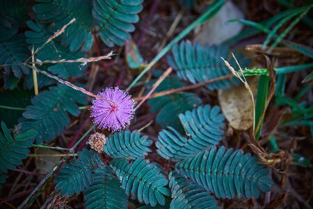 The sensitive plant, sleepy plant or the touch me not.herb flower.の写真素材