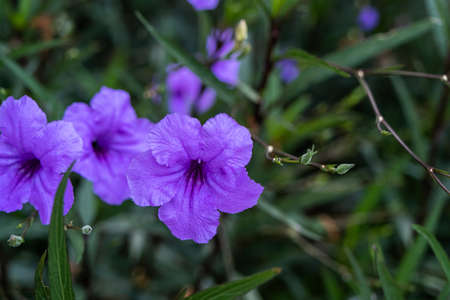 Teak wood flowers blooming, isolated on green and blurry backgroundの写真素材
