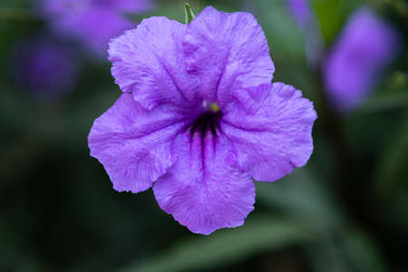 Teak wood flowers blooming, isolated on green and blurry backgroundの写真素材