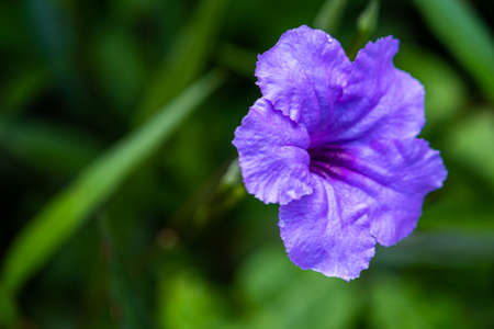 White eggplant, eggplant, aubergine, guinea squash flower.の写真素材