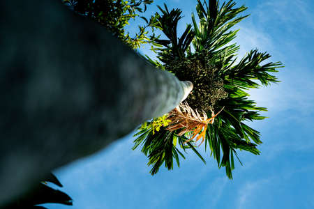 The Exotic Heliconia Flower in the jungle of Baliの写真素材