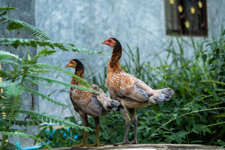 The Chicken standing on a rural garden in the countryside. Close up of a chicken standing on a backyard shed with chicken coop.の写真素材