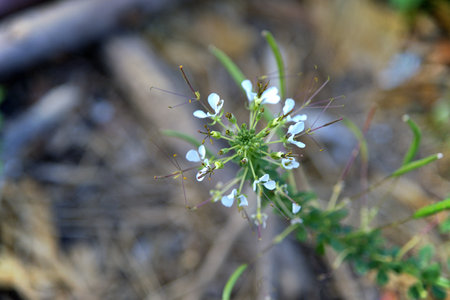 Fresh basil plant tree on nature background , Asian thai green basil leafの写真素材